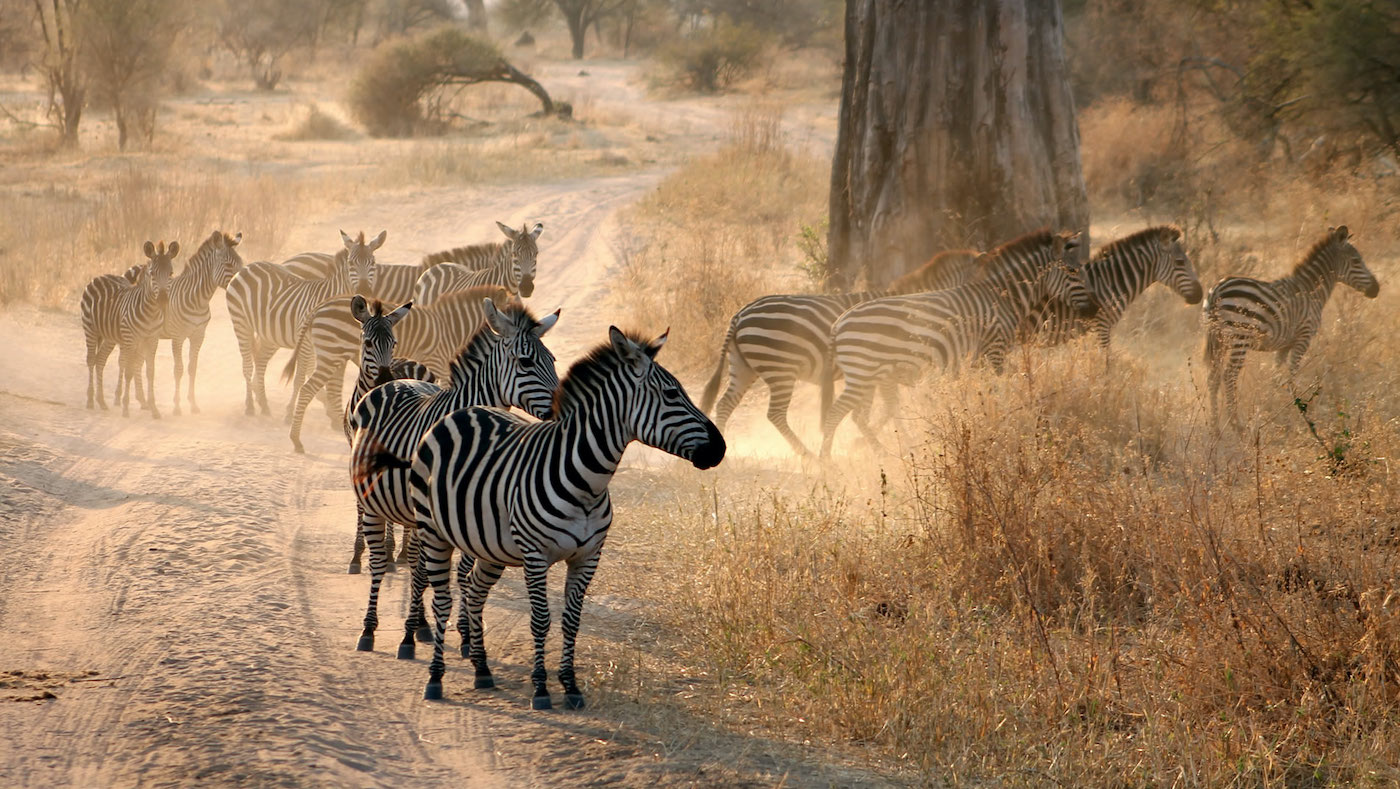 2 Days 1 Night: Zanzibar - Tarangire - Ngorongoro - Zanzibar - thumbnail 5