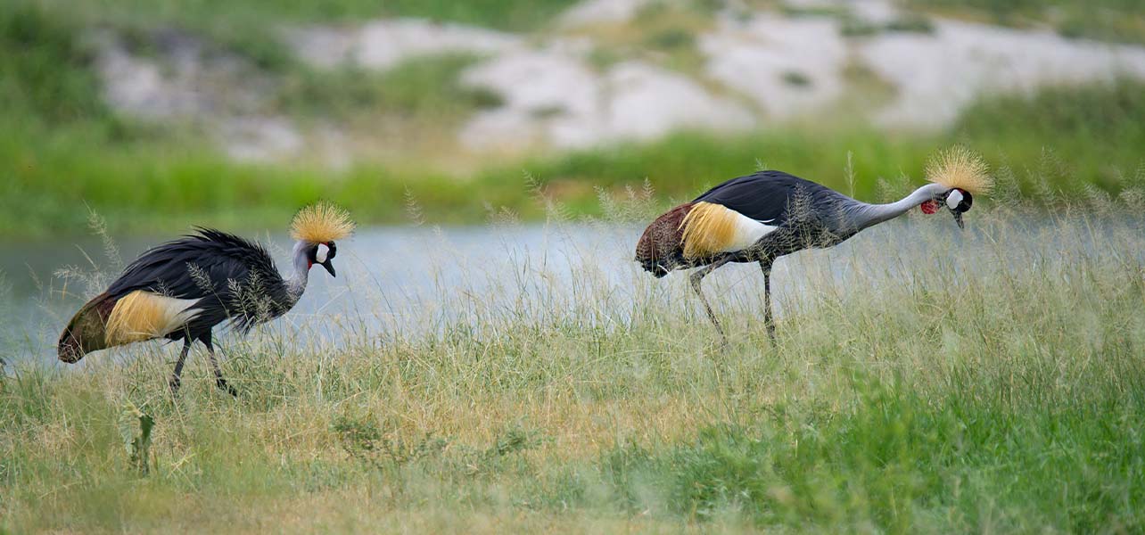 4 Days 3 Nights: Tarangire - Ngorongoro - Serengeti Safari - thumbnail 5