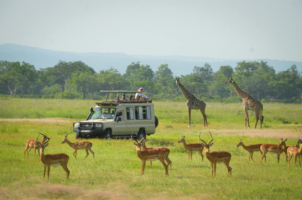 From Zanzibar: Day Trip to Mikumi National Park with Flight - thumbnail 4