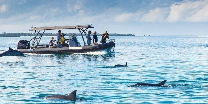 Day Trip to Kizimkazi Dolphin View Point - Book on Tour Vigator