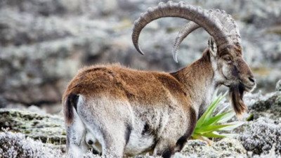 Ethiopia, 4 days Simien Mountain Trekking tour - thumbnail 2