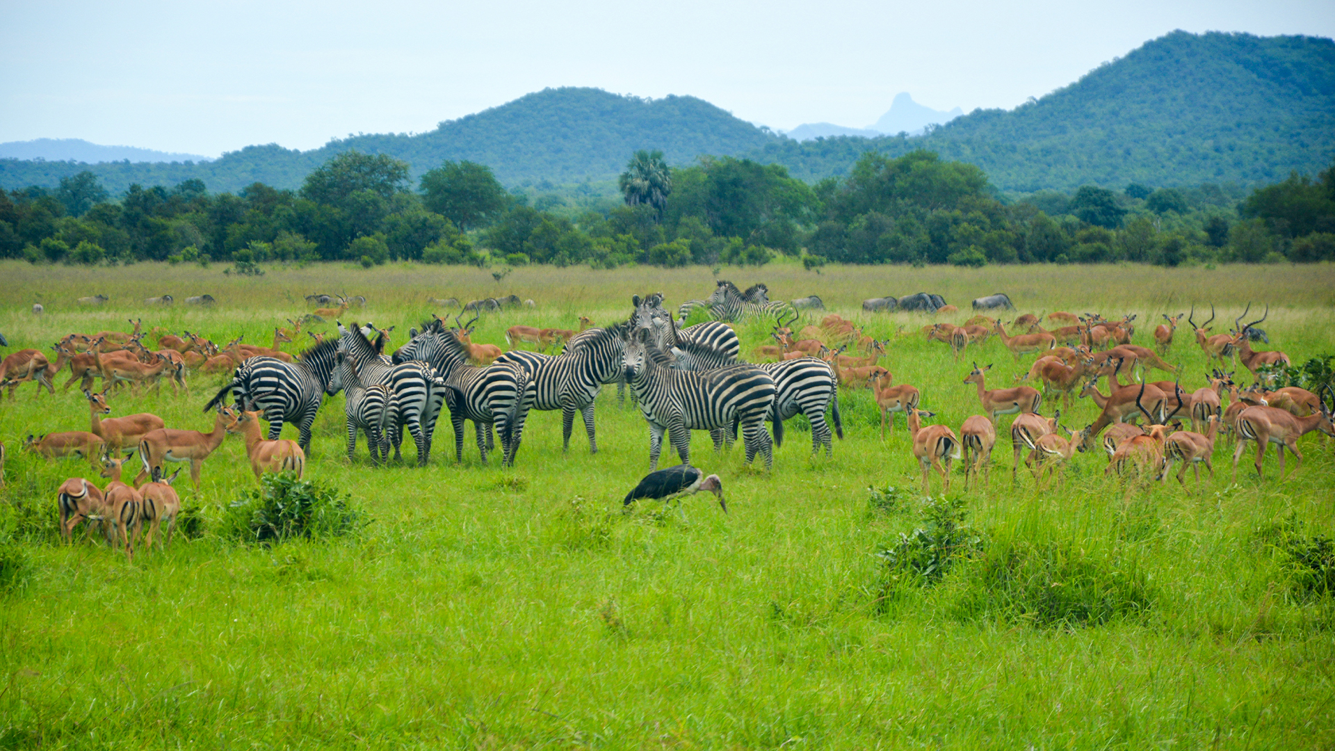 From Zanzibar: Day Trip to Mikumi National Park with Flight - thumbnail 3