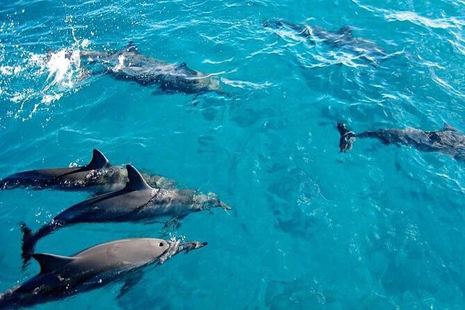Zanzibar: Mnemba Island Private Snorkeling Tour with Pickup - thumbnail 3