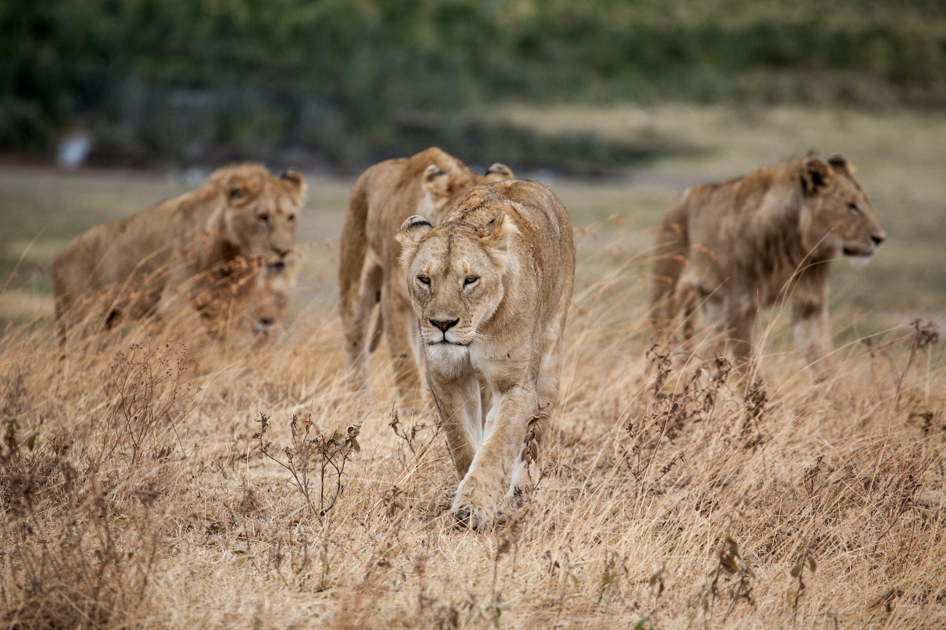2 Days 1 Night: Zanzibar - Tarangire - Ngorongoro - Zanzibar - thumbnail 2