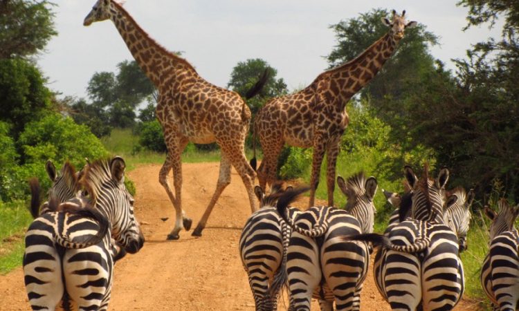 3 Days 2 Nights: Zanzibar - Ngorongoro - Serengeti - Zanzibar - Book on Tour Vigator
