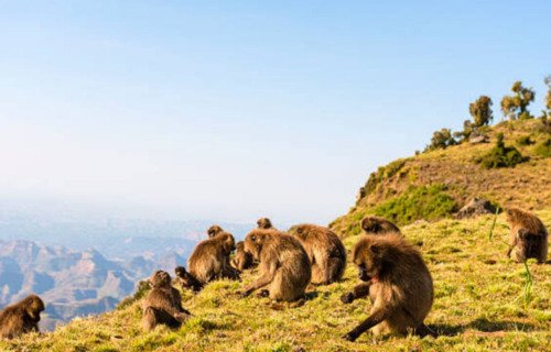 Ethiopia, 4 days Simien Mountain Trekking tour - thumbnail 6