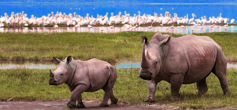 4 Days 3 Nights: Tarangire - Ngorongoro - Serengeti Safari - thumbnail 3