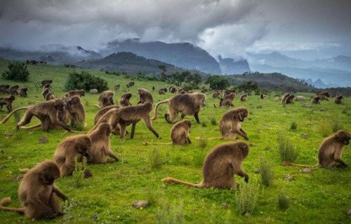 Ethiopia, 4 days Simien Mountain Trekking tour - thumbnail 5