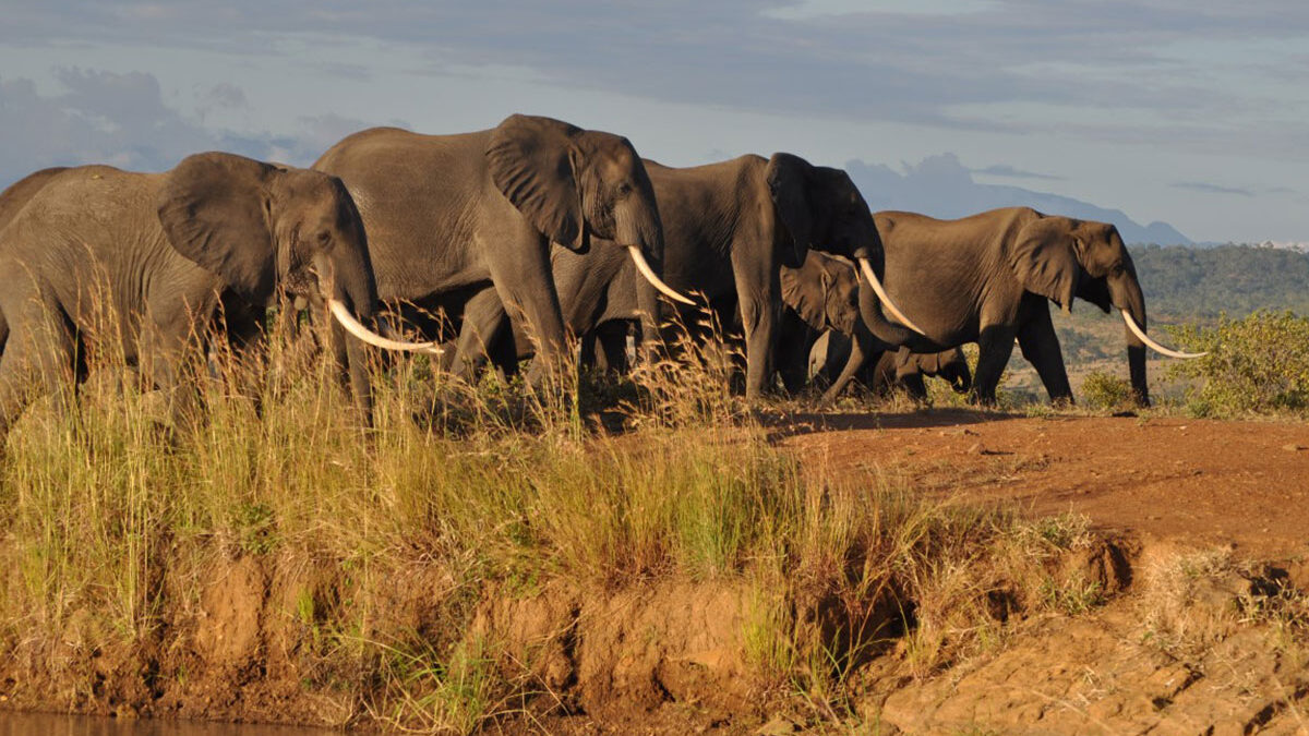 Day Trip: Zanzibar - Mikumi National Park - Zanzibar - Book on Tour Vigator