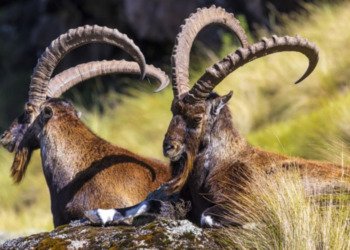 Gondar tours and activities - Tour Vigator