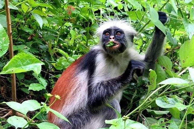 **Exploring Tanzania and Zanzibar: Top Tanzania Tours and Zanzibar Tours for Unforgettable East Africa Travel** - Tour Vigator blog