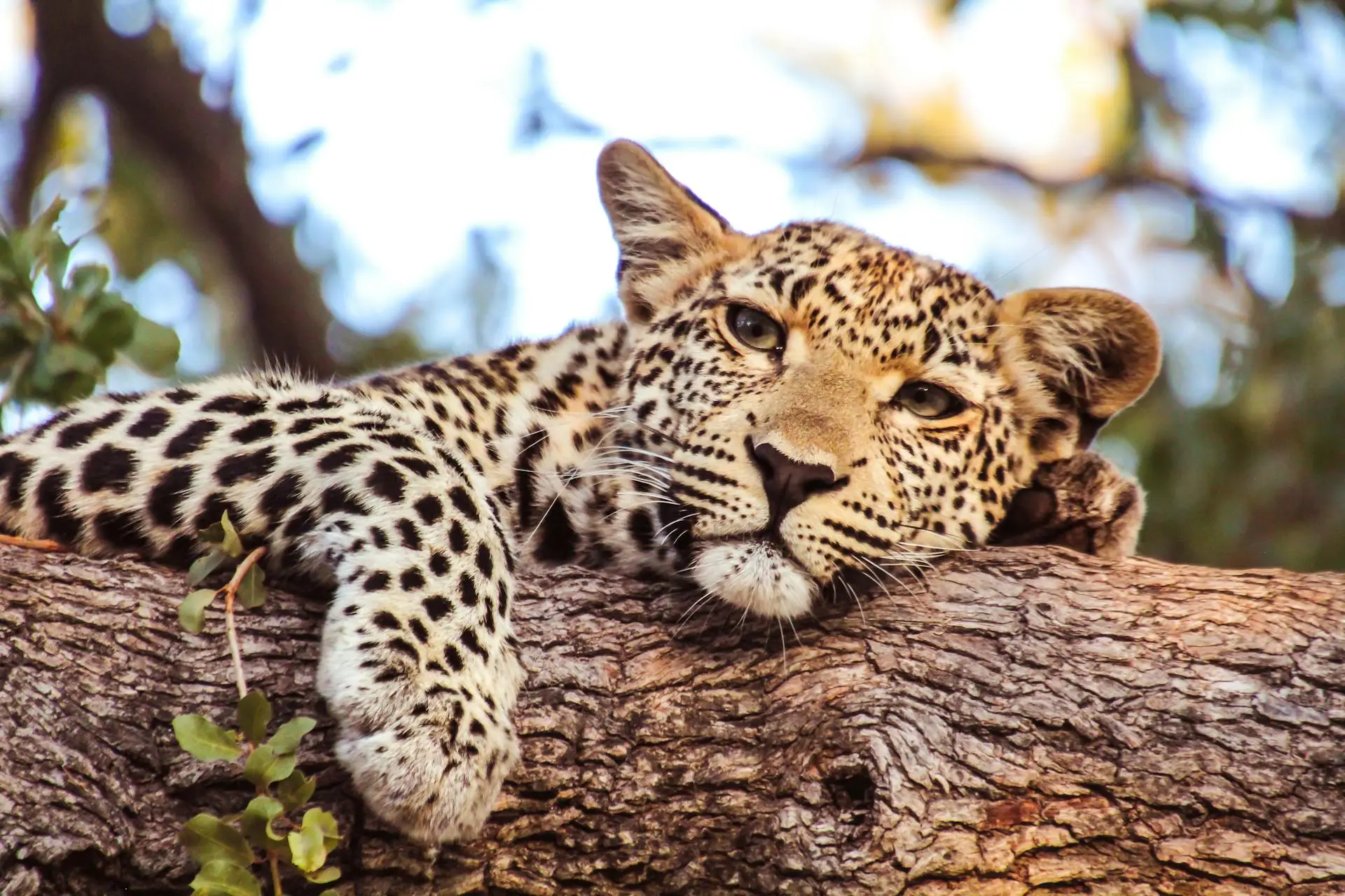 3-Day Affordable Ngorongoro , Tarangire & Manyara - Book on Tour Vigator