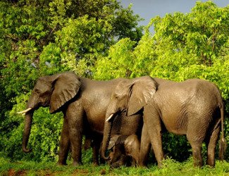Ethiopia, 4 Days Chebera Park Wildlife Safari Tour - Book on Tour Vigator