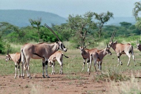 Ethiopia 3 Days Awash National Park Safari Tour - thumbnail 4