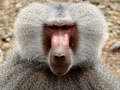 Ethiopia 3 Days Awash National Park Safari Tour - thumbnail 2