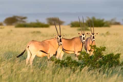 Ethiopia 3 Days Awash National Park Safari Tour - Book on Tour Vigator