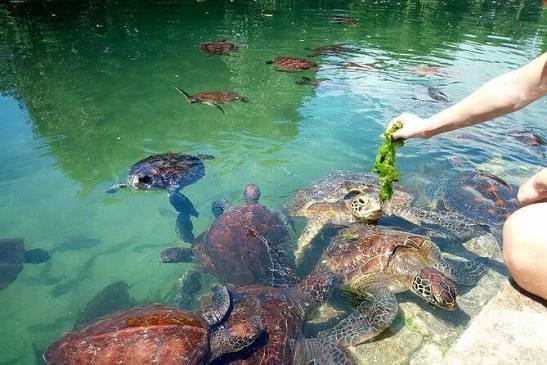 Zanzibar Natural Aquarium and Sunset Cruise at Nungwi Beach - thumbnail 3