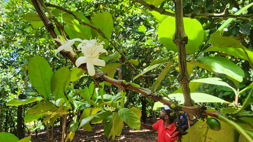Zanzibar Spice Farm & Stone Town Cultural Tour - Book on Tour Vigator