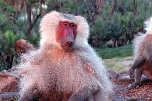 Ethiopia 3 Days Awash National Park Safari Tour - thumbnail 3