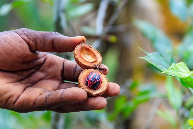 Zanzibar Spice Farm & Stone Town Cultural Tour - thumbnail 2