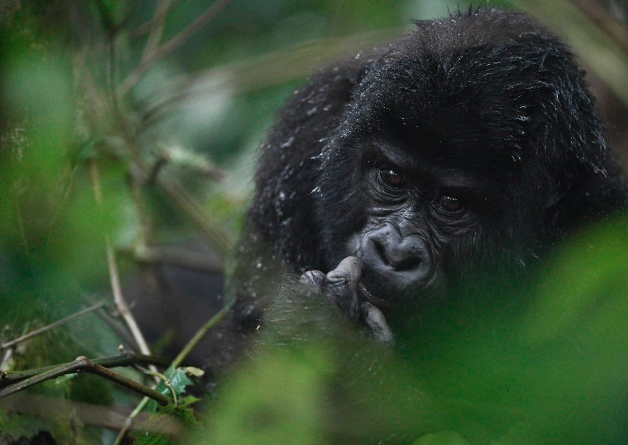 3 days Uganda gorilla trekking and Golden monkey from Kigali - thumbnail 3