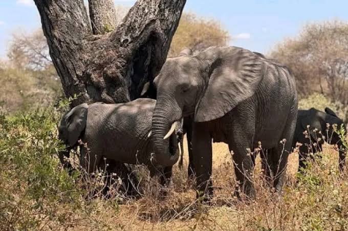 Mikumi National Park Day Trip from Zanzibar - thumbnail 4
