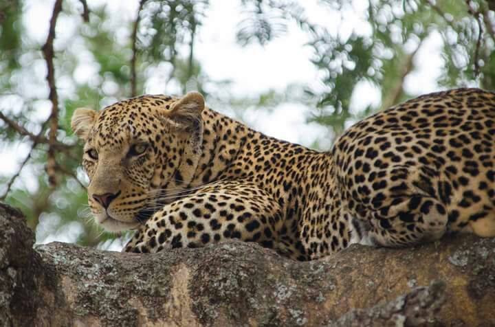 4 Days Classic Safari: Tarangire National Park, Serengeti & Ngorongoro Crater - thumbnail 5