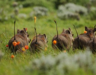 Ethiopia, 4 Days Bale Mountain Safari and Advanture Tour - thumbnail 2