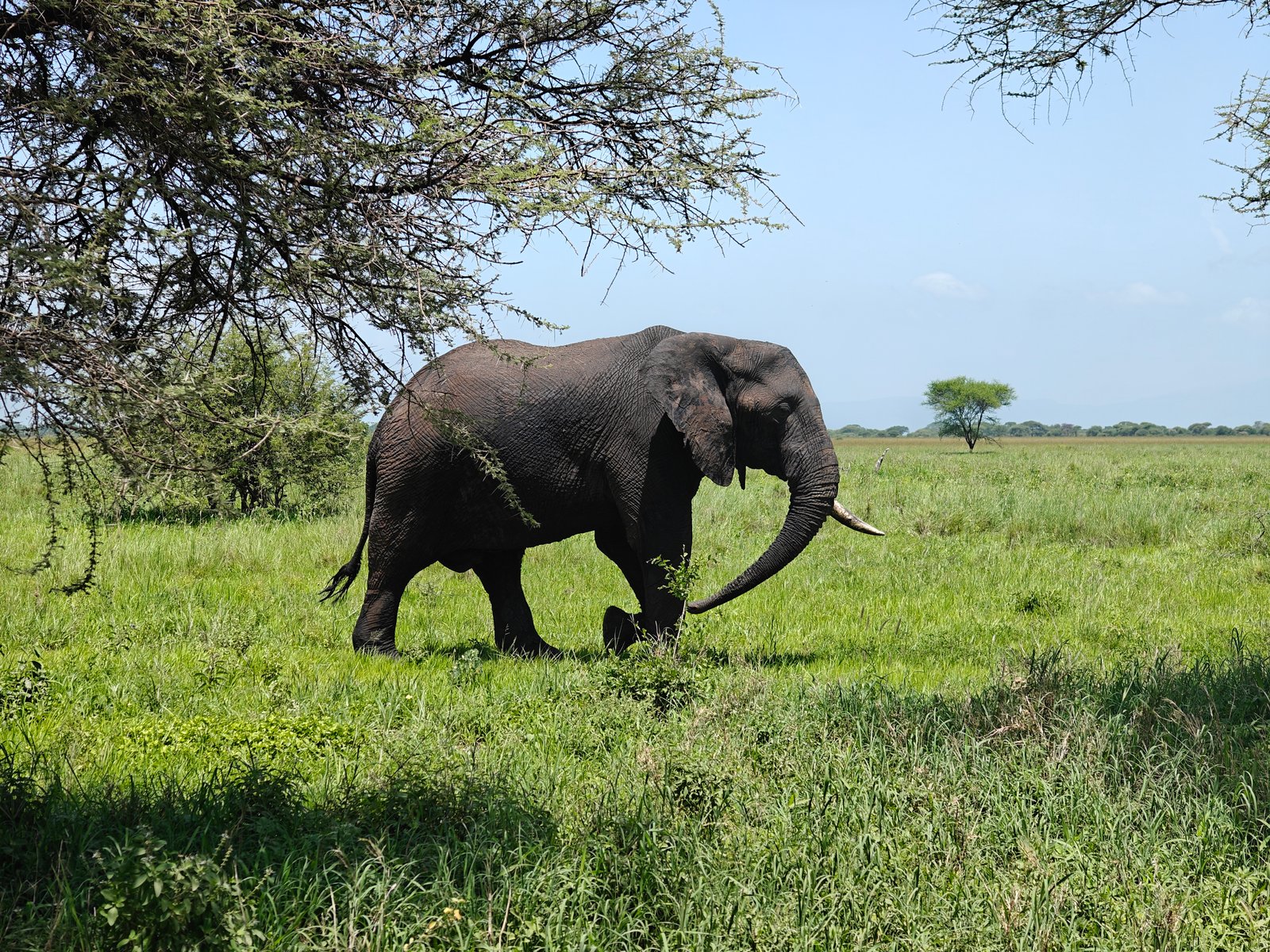 The Big Five Wildlife Quest. - Book on Tour Vigator