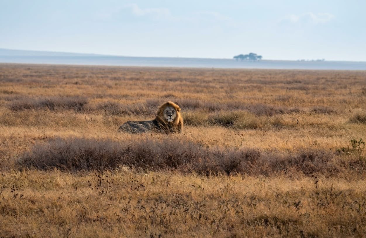 4 Days Classic Safari: Tarangire National Park, Serengeti & Ngorongoro Crater - thumbnail 2
