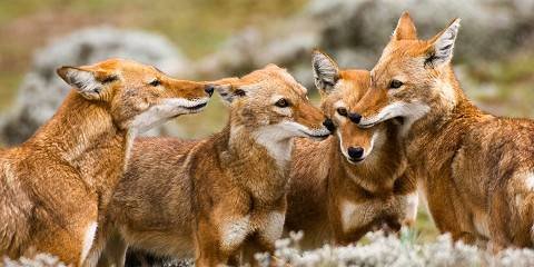 Ethiopia, 4 Days Bale Mountain Safari and Advanture Tour - Book on Tour Vigator