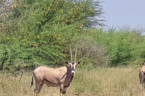Ethiopia 3 Days Awash National Park Safari Tour - thumbnail 5