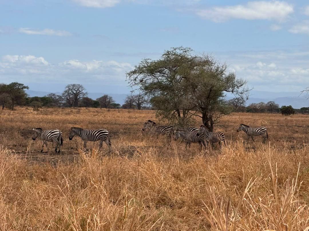 4 Days Classic Safari: Tarangire National Park, Serengeti & Ngorongoro Crater - thumbnail 3