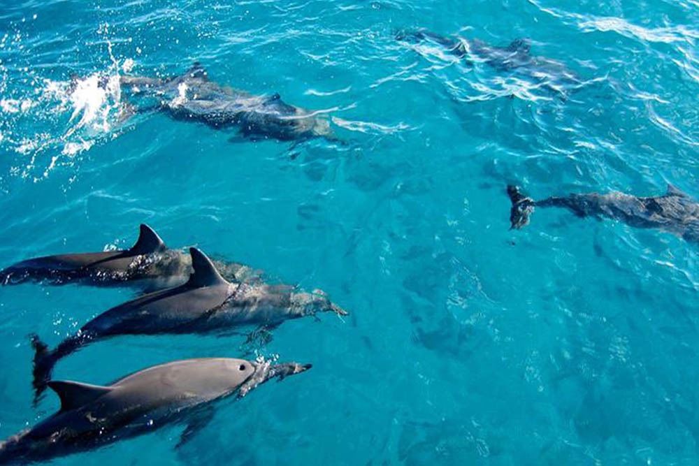 Day Trip to Kizimkazi Dolphin View Point - thumbnail 4