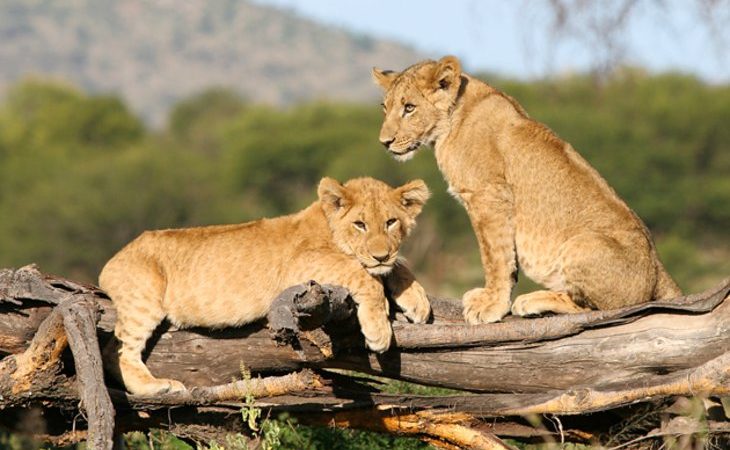 4 Days 3 Nights: Tarangire - Ngorongoro - Serengeti Safari - thumbnail 4