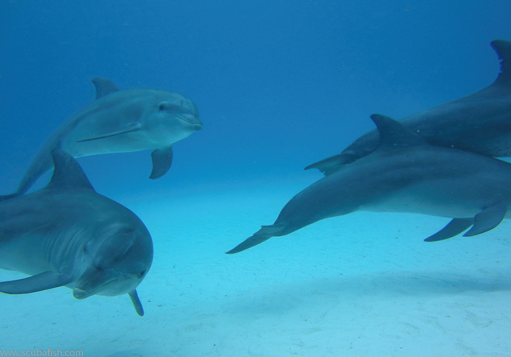 Day Trip to Jozani Forest with Kizimkazi Dolphins View - thumbnail 4