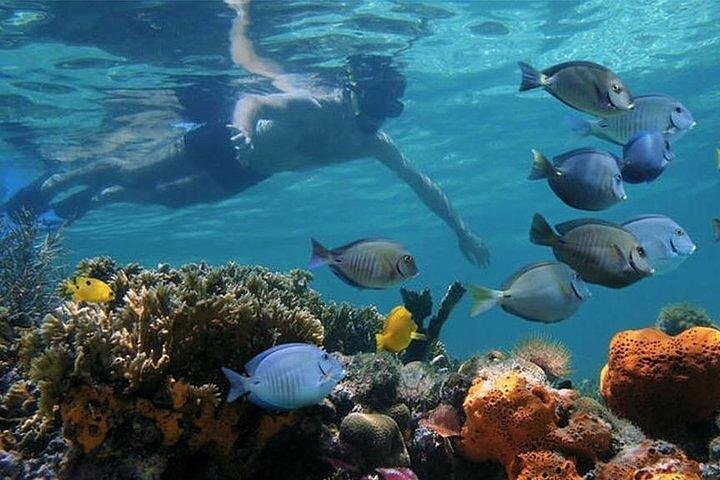 Full Day Mnemba Island Adventure - thumbnail 2