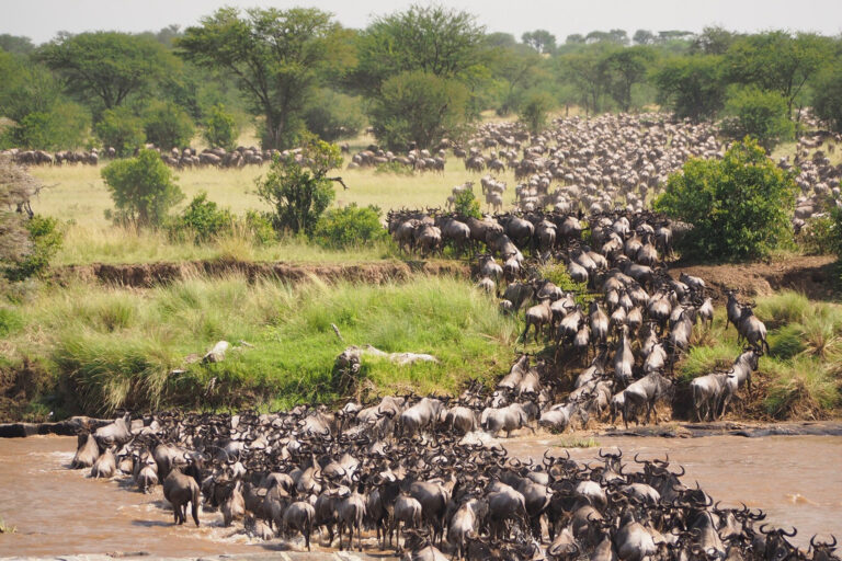 3 Days 2 Nights: Zanzibar - Ngorongoro - Serengeti - Zanzibar - thumbnail 2