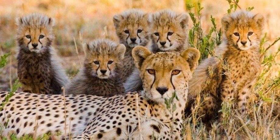 3 Days 2 Nights: Zanzibar - Ngorongoro - Serengeti - Zanzibar - thumbnail 3