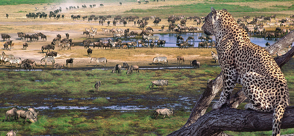 4 Days 3 Nights: Tarangire - Ngorongoro - Serengeti Safari - Book on Tour Vigator