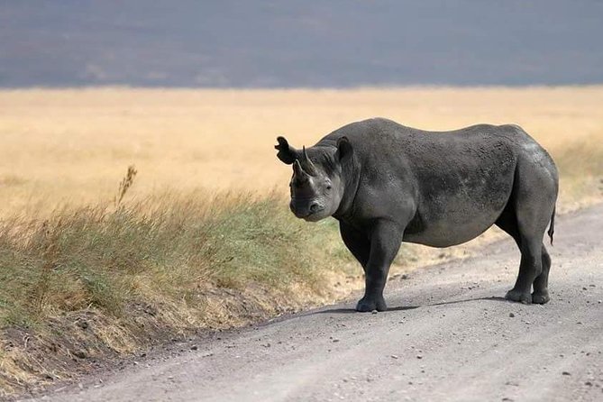 4 Days 3 Nights: Manyara - Ngorongoro - Serengeti Safari - Book on Tour Vigator