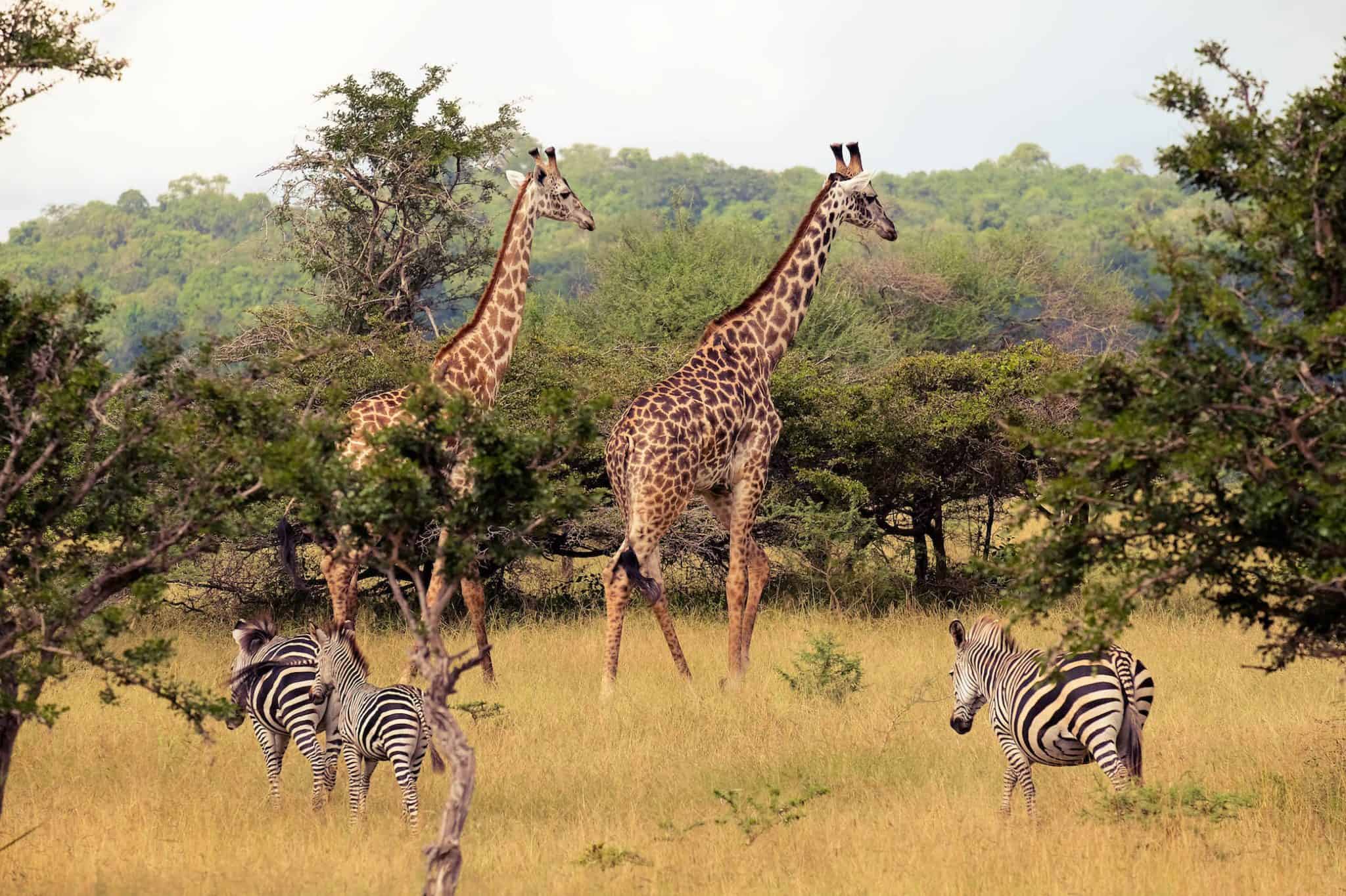 2 Days 1 Night: Zanzibar - Selous Game Reserve - Zanzibar - thumbnail 4